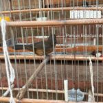 Polícia Militar Ambiental de Campo Grande autua em R$ 4,5 mil infrator com aves silvestres ilegais e apreende nove pássaros e gaiolas