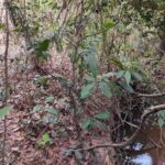 Polícia Militar Ambiental de Aquidauana autua infrator em R$ 5 mil por degradação de matas ciliares de córrego no Distrito de Palmeiras