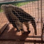 Polícia Militar Ambiental de Dourados captura tamanduá-bandeira em residência no centro de Itaporã depois de acuado por cachorros