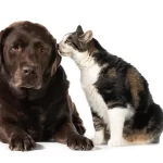 Cuidado: Onda de envenenamento de cães e gatos