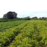 Mato Grosso do Sul tem 5º maior percentual de produtores indígenas do Brasil