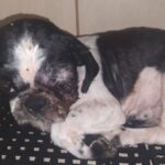 Polícia Militar Ambiental autua 50 infratores por maus-tratos a animais em 2022