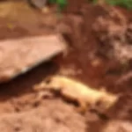 Homem que enterrou cadela viva em trabalho de parto é preso em Campo Grande