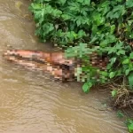 Cadáver é encontrado enroscado em vegetação às margens de córrego em MS