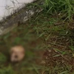 Crânio de criança é encontrado em meio a mato em Campo Grande