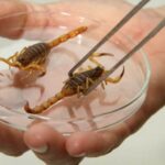 MS teve 3.205 ataques de escorpiões em 2022; Civitox ensina prevenção e o que fazer em caso de ferroada