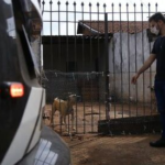 Dourados: Cachorro salva mulher espancada