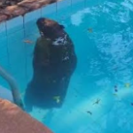 PMA é acionada para retirar capivara de piscina em Campo Grande