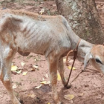 PMA de Mundo Novo autua mulher de 38 anos em R$ 1 mil por maus tratos ao deixar novilha amarrada exposta a intempéries e sem alimento e água