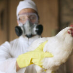 SAG confirma caso positivo de gripe aviária em Valparaíso, no Chile