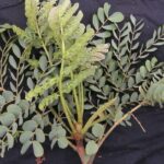 Estudo encontra dez novas espécies de leguminosas