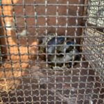  Polícia Militar Ambiental de Dourados captura sucuri de quase 2 metros em rua da cidade