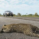 Manter a velocidade permitida em rodovias pode evitar o atropelamento de animais, alerta PMA