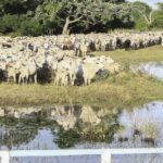 Governo de MS acompanha com preocupação embargo a carne bovina diante do caso de vaca louca no Pará