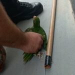  Polícia Militar Ambiental de Campo Grande e Corpo de Bombeiros capturam maritaca enroscada em linha de pipa pendurada em telhado de igreja