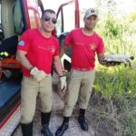 Bombeiros de Sidrolândia capturam Jabuti na área urbana