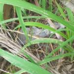 Polícia Militar Ambiental de Aquidauana captura filhote de jacaré em marmoraria em bairro da cidade