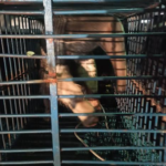 Polícia Militar Ambiental de Cassilândia captura tamanduá-bandeira passeando à noite no centro cidade e o devolve ao seu habitat