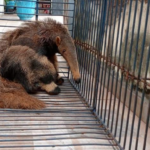 Polícia Militar Ambiental de Cassilândia captura 2º tamanduá-bandeira passeando no centro da cidade em menos de 12 horas