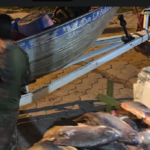 Polícia Militar Ambiental prende e autua 24 pescadores em R$ 42 mil em três meses de piracema e apreende quase meia tonelada de pescado