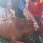 PMA de Campo Grande, médico veterinário e populares resgatam égua em situação de maus tratos abandonada em canteiro de rua e mesmo depois de cuidados intensivos animal foi a óbito