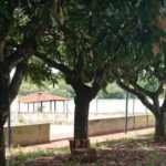 Policiais Militares Ambientais e da Cavalaria de Dourados salvam estudante de 20 anos pendurada pelo pescoço em árvore quando tentava suicídio