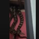 Mundo: Cobras gigantes despencam do teto e assustam moradores; vídeo