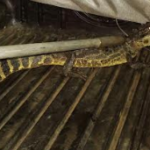  Polícia Militar Ambiental de Aquidauana captura à noite jacaré de mais de 1 metro passeando centro da cidade