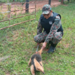 PMA de Jardim captura tamanduá-mirim preso entre para-lama e suspensão de veículo depois de acuado por cachorros em sítio e o solta em seu habitat