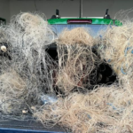  PMA de Mundo Novo apreende 12 redes, medindo 500 metros 45 e anzóis de galho nos rios Paraná e Iguatemi e solta 15 kg de peixes durante a operação Carnaval