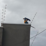 Polícia Militar Ambiental e Bombeiros de Aparecida do Taboado resgatam arara-canindé ferida enroscada em cerca elétrica de residência