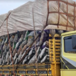 Polícia Militar Ambiental de Bataguassu apreende caminhão com 54 m³ de carvão transportados ilegalmente e autua dono da carga em R$ 16,2 mil