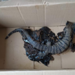 Polícia Militar Ambiental de Bonito resgata lagarto teiú de dentro de piche asfáltico em estado grave em rodovia
