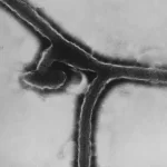 Vírus de Marburg, um dos mais letais do mundo, tem surto confirmado pela OMS