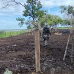 PMA de Corumbá interdita construções de mangueiro e embarcadouro de gado às margens do rio Paraguai no Pantanal e autua infrator em R$ 5 mil durante