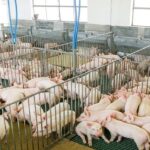 Suinocultura estadual deve ter salto em 2023 com programa Leitão Vida e R$ 300 milhões do FCO Rural para o setor
