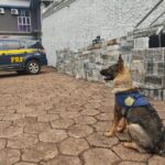 Maior apreensão de cocaína da história da Polícia Rodoviária Federal foi feita em Sidrolândia