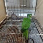  PMA de Campo Grande captura mais tamanduá, rolinha, jandaia e serpente coral ontem depois de já ter capturado oito bichos em sete horas