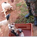 PMA de Campo Grande autua mulher em R$ 3,5 mil, resgata sete cães em situação de maus-tratos e encontra plantas de maconha e quase 1 kg da droga no local