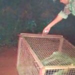 Polícia Militar Ambiental de Batayporã captura tamanduá-bandeira à noite nas proximidades do centro cidade