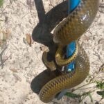  PMA de Porto Murtinho captura serpente jararacuçu-do-brejo de 1,5 metro encontrada em residência, segunda em menos de 48 horas no centro da cidade