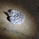 Polícia Militar Ambiental de Cassilândia captura serpente peçonhenta da espécie cascavel de cerca de 1 metro em garagem de residência na cidade
