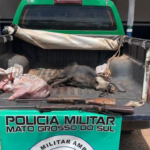 PMA de Miranda prende e autua dois caçadores em R$ 2 mil e apreende dois queixadas abatidos, dois rifles, munições e motocicleta com chassi adulterado