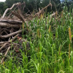 Polícia Militar Ambiental de Corumbá autua em R$ 2 mil assentado por derrubada de árvores para a exploração da madeira e plantio de lavoura ilegalmente