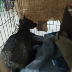 Polícia Militar Ambiental de Cassilândia recebe raposa que foi atropelada hoje pela manhã na rodovia MS 060