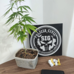 Polícia Civil apreende diversas porções de maconha e prende homem em flagrante por tráfico de drogas