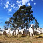 Governo de MS leva para a Dinapec inovações em sustentabilidade, de olho no futuro da agropecuária