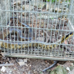 PMA de Aparecida do Taboado captura e faz soltura de jararacuçu-do-brejo de 2 metros encontrada em cano dentro de residência