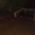 Corpo de Bombeiros Militar captura Tamanduá  (vídeo)