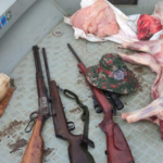PMA de Porto Murtinho, Campo Grande, Bela Vista e Jardim prendem e autuam em R$ 12 mil dois caçadores e apreendem dois queixadas, um jacaré, três rifles, munições, barco e motor